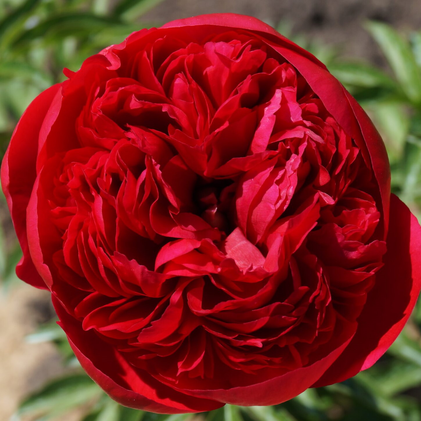 Пион травянистый Комманд Перфоманс в тубе